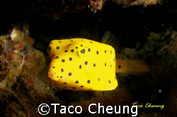 Boxfish at Moalboal with my Olympus C 7070 by Taco Cheung 
